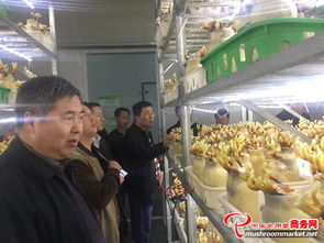 河南省領導陪同外商考察世紀香食用菌，共促農產品初加工發展